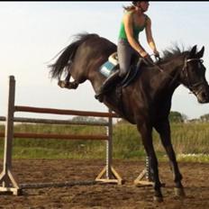 Dansk Varmblod Åkærs Zabina