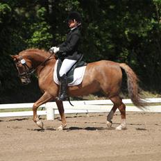 Anden særlig race Sento