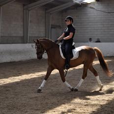 Anden særlig race Sento