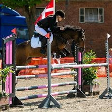 New Forest Odden's Daytonna A-Pony