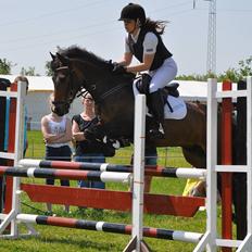 New Forest Odden's Daytonna A-Pony