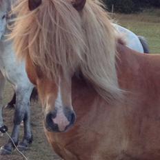 Islænder Halli fra Lynghøj