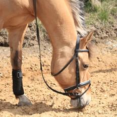 Anden særlig race Giggi