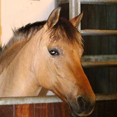 Anden særlig race Giggi