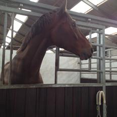 Dansk Varmblod Stejlbjerggaards Cyrillis