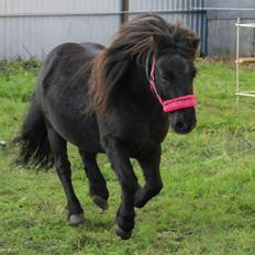 Shetlænder Elvis