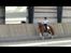 DSP Flika B-pony