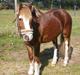 Welsh Pony af Cob-type (sec C) Holmgaardens amaizing star( Lille Per)