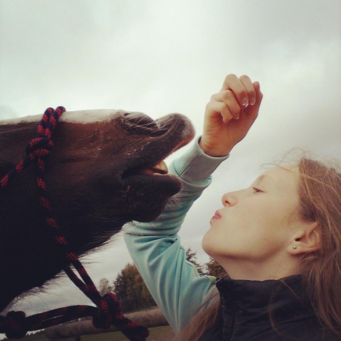 New Forest Chamsiin billede 12