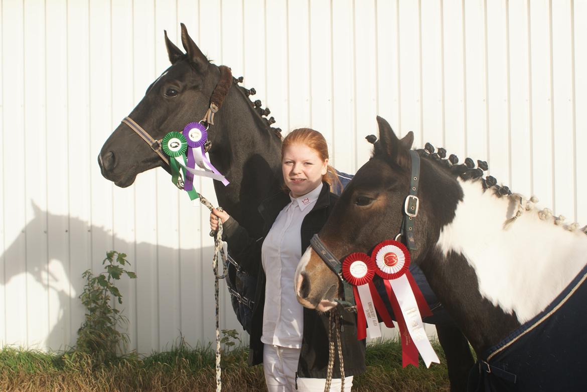 Anden særlig race Chanell - Kimbrerskuet d.5-10-2013
Her fik Chanell IGEN i år de 24 point og ærespræmie!
Deena fik 22 point!
Jeg er en stolt heste ejer! billede 7