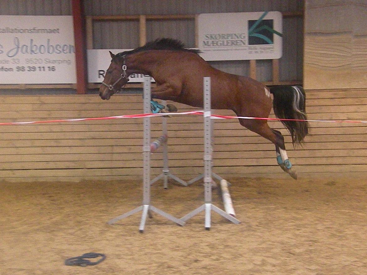 Anden særlig race Søndervangs Kentucky - Første gang han prøver at blive løssprunget.
Oktober 2013 billede 1