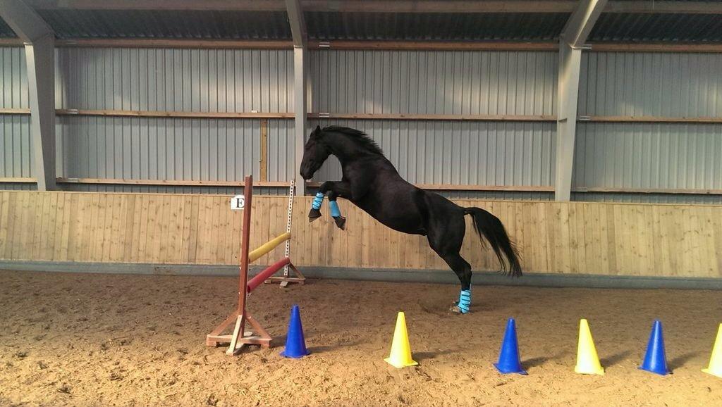 Oldenborg Flakkemosegårds Galantino billede 22