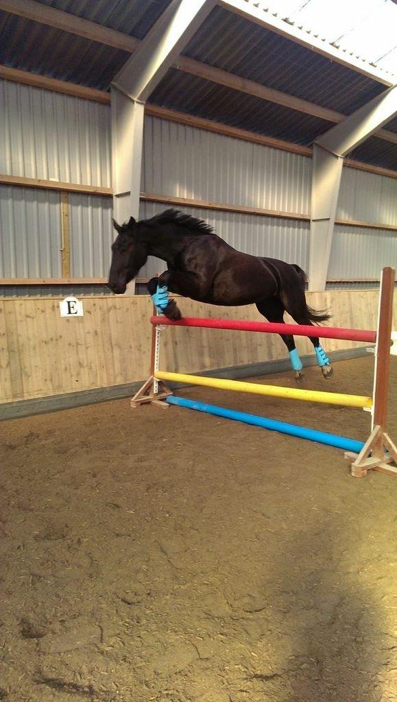 Oldenborg Flakkemosegårds Galantino billede 26