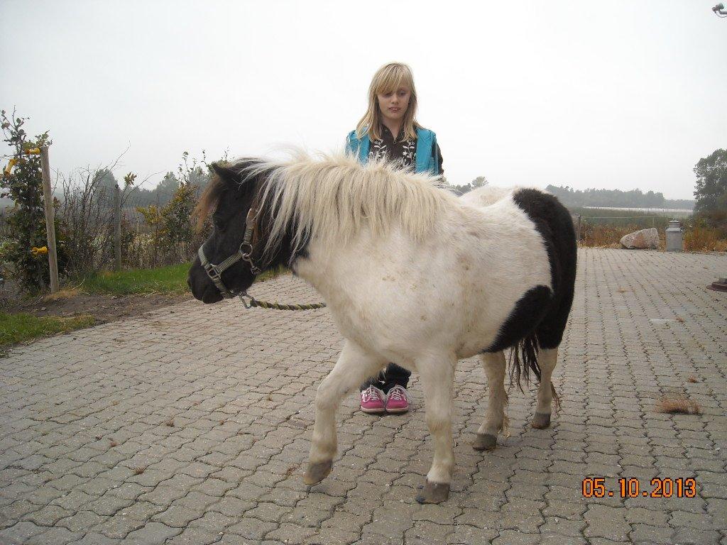 Anden særlig race Victoria - Victoria fik øje på de andre heste.. billede 2