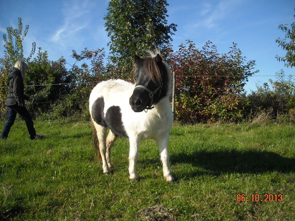 Anden særlig race Victoria - Victoria spejder ud over folden. Hun holder nok øje med de store heste.. billede 4