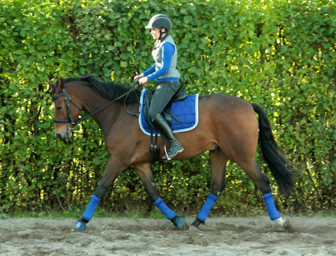 Dansk Varmblod Stenhedegårds Dorién billede 33
