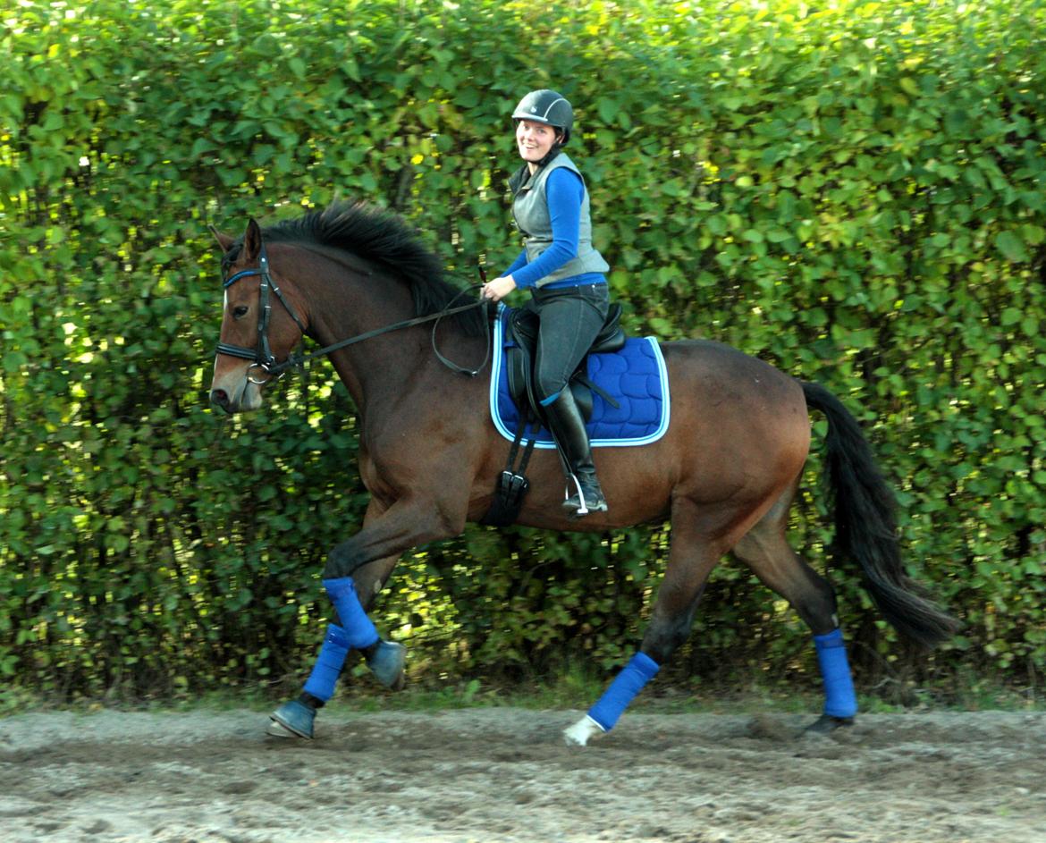 Dansk Varmblod Stenhedegårds Dorién billede 46