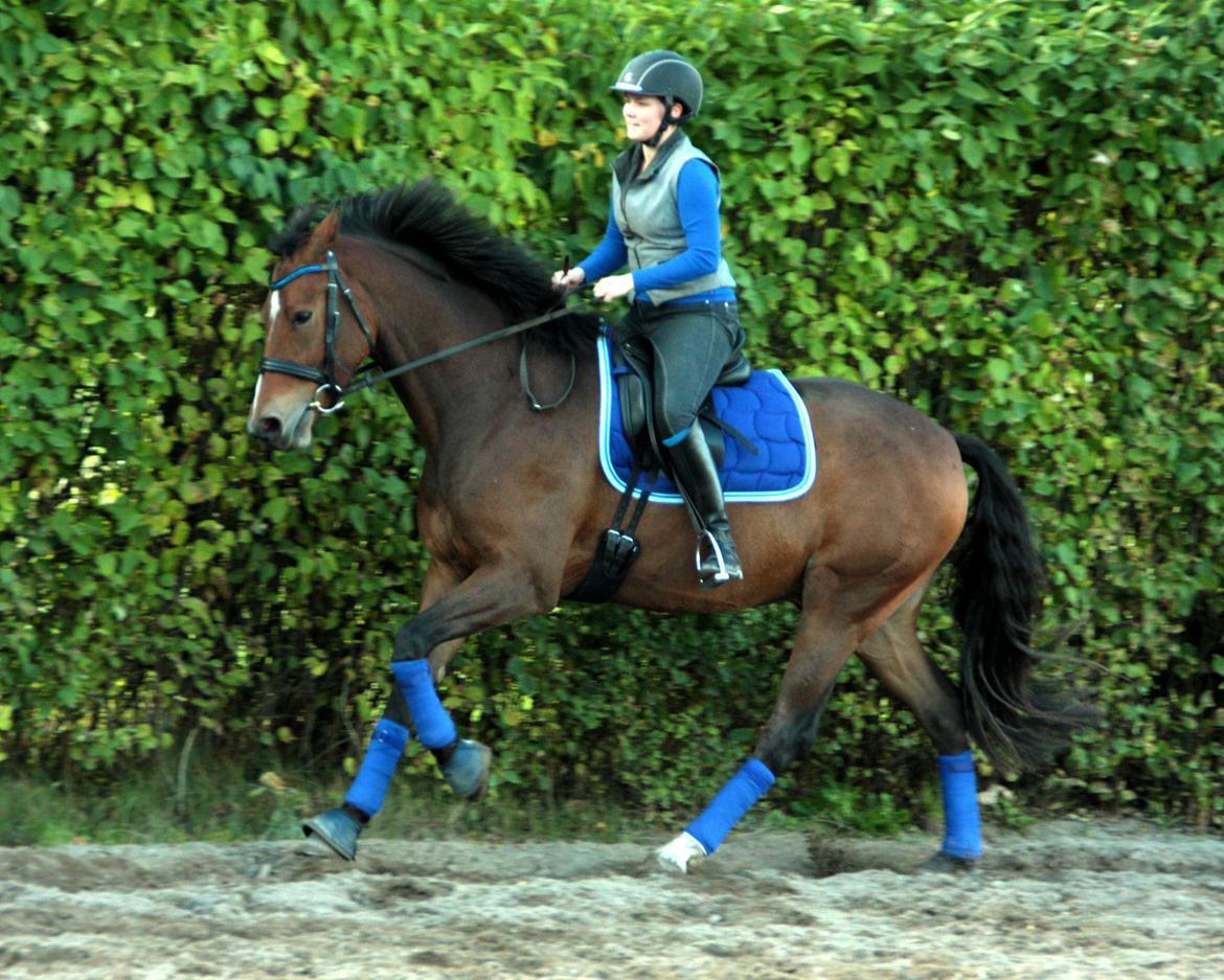 Dansk Varmblod Stenhedegårds Dorién billede 47