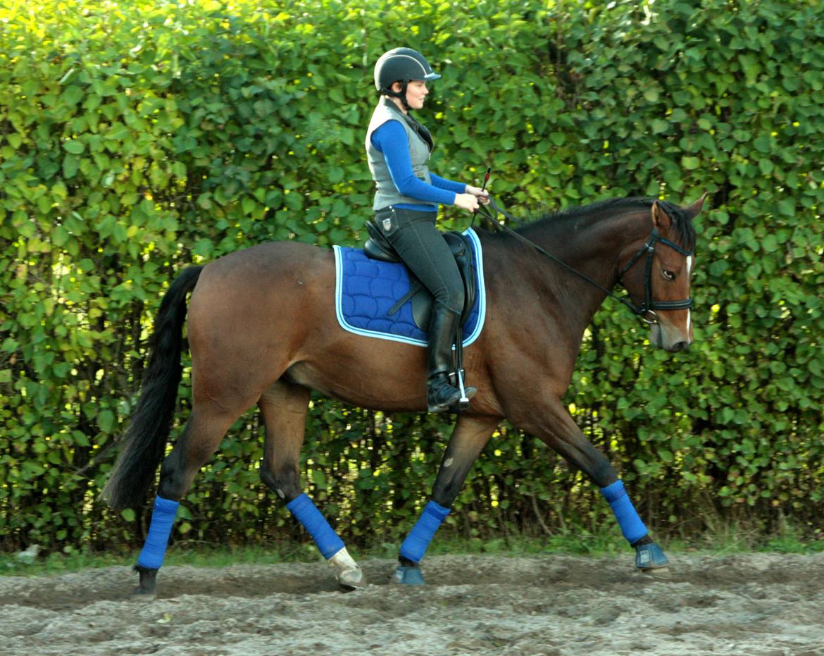 Dansk Varmblod Stenhedegårds Dorién billede 50