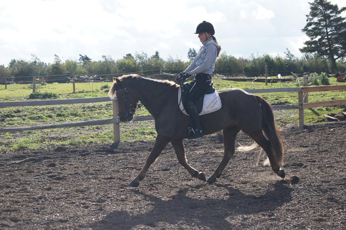 New Forest Vestergaards Santana "Stjerne-ponyen" - 6/10-13 Min dejlige pony i en fin øgning:) billede 18