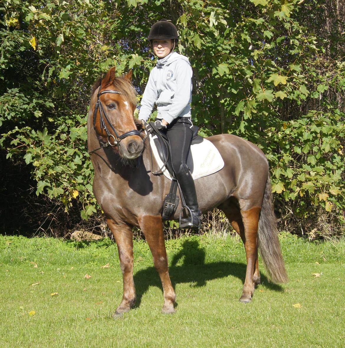 New Forest Vestergaards Santana "Stjerne-ponyen" - Velkommen til New Forest, Vestergaards Santana!<3 Læg gerne en bedømmelse og kommentar!<3 billede 1
