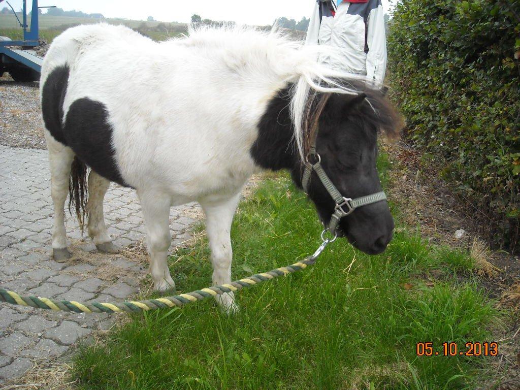 Anden særlig race Victoria - Mums.. grønt græs er lækkert.. billede 6