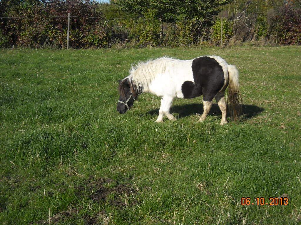 Anden særlig race Victoria - Det er en stor fold at undersøge.. billede 7