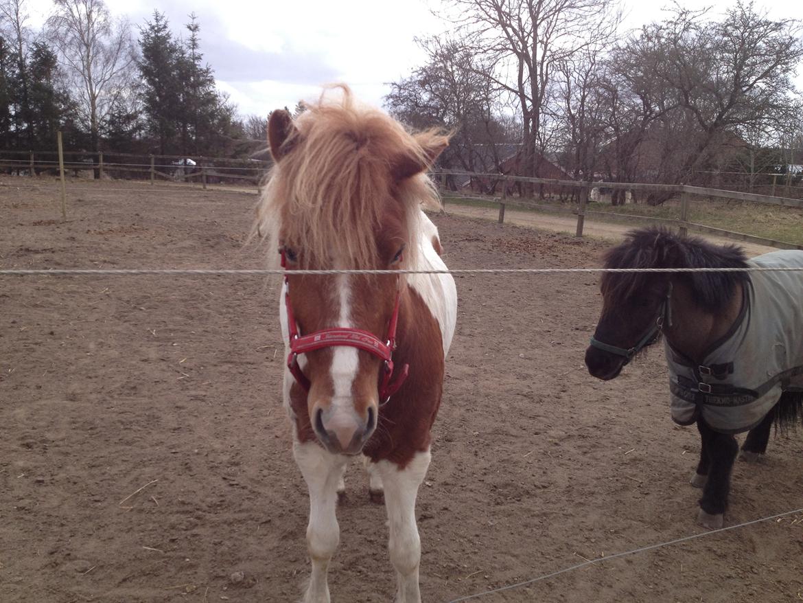 Islænder Hjarti (solget) billede 9