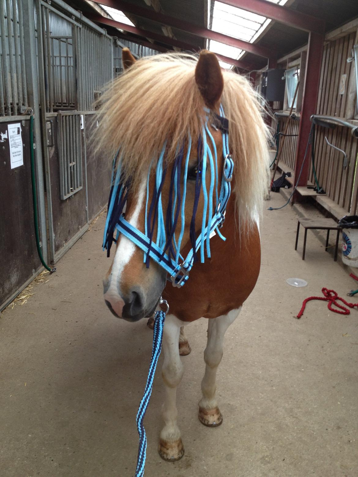 Islænder Hjarti (solget) billede 11