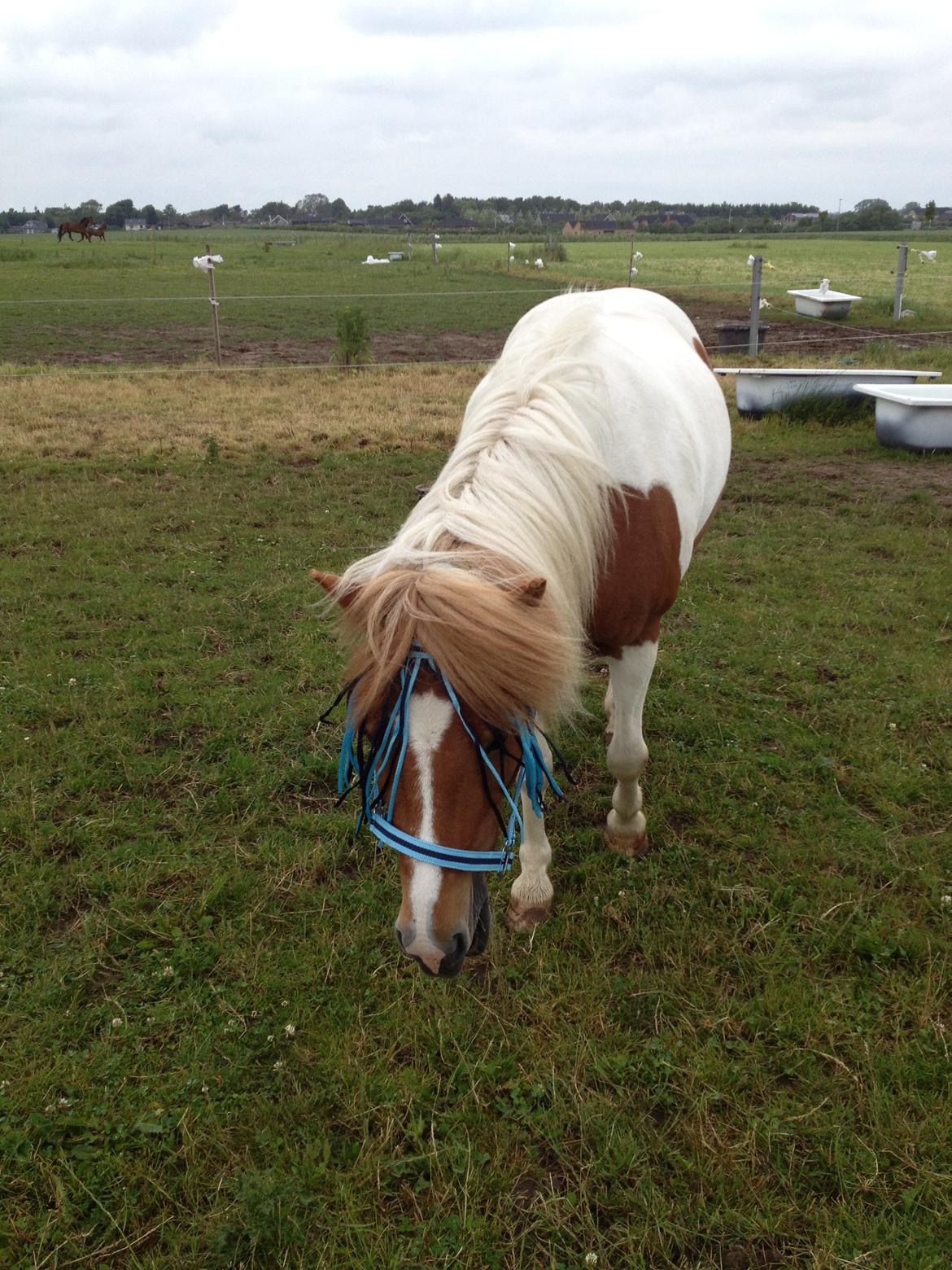 Islænder Hjarti (solget) billede 14