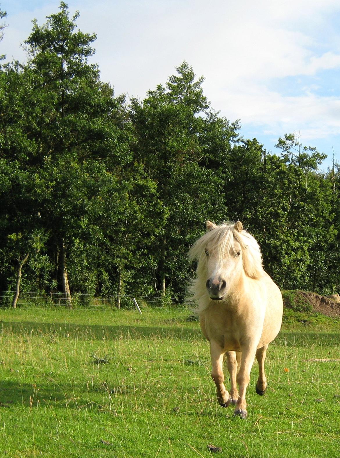 Shetlænder Egedals Trìtla (Golden Flame) billede 13