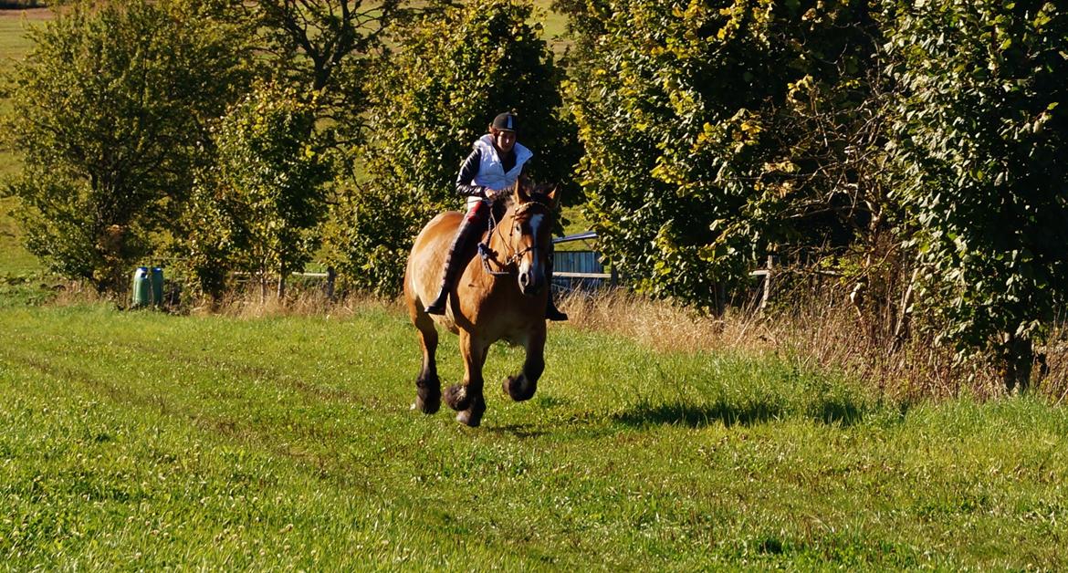 Belgier Sascha *My Soulmate* - fuld fart ! nu i bidløs !!! :D  billede 15