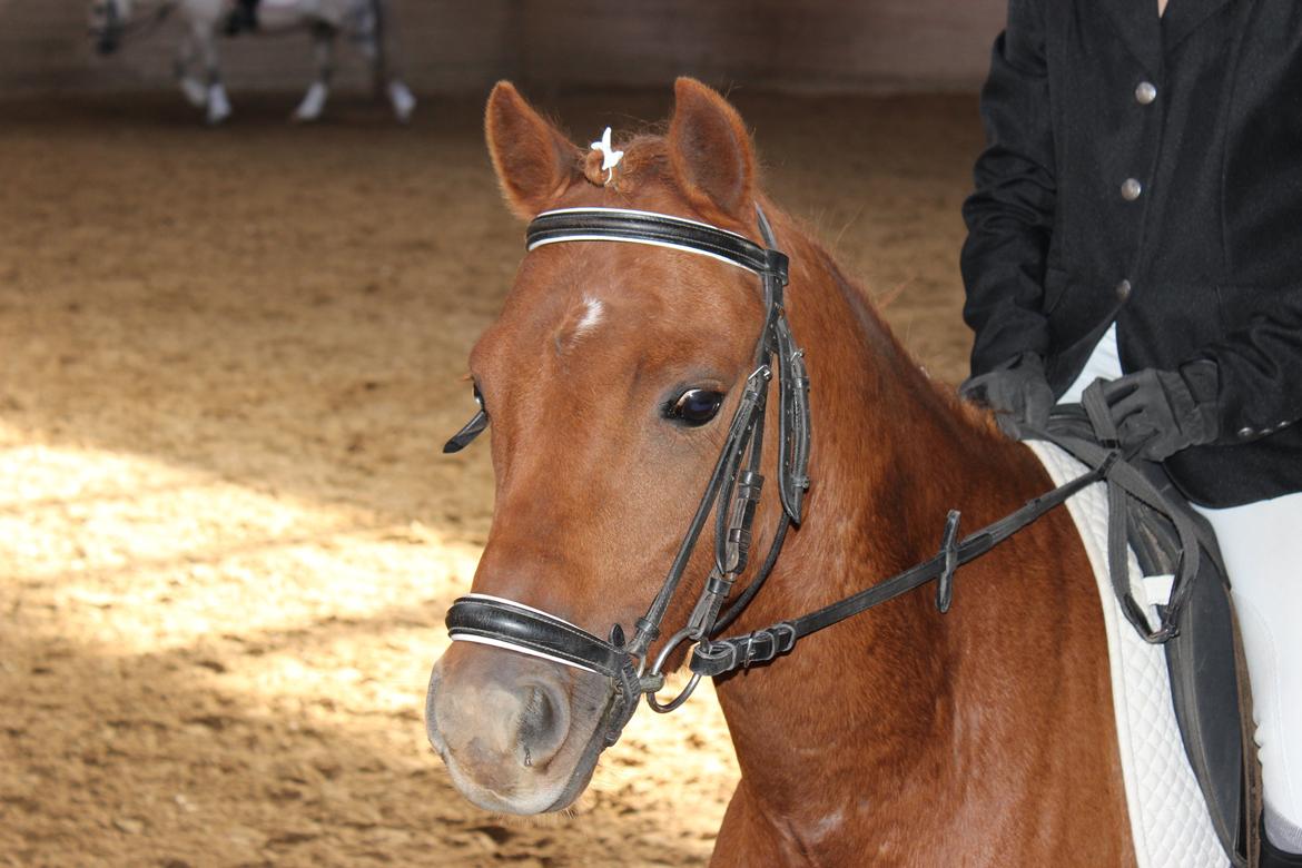 Welsh Partbred (Sec F) Laibek's First Excellence (Fister) - Første stævne <3 -Foto: Min mor :) billede 14