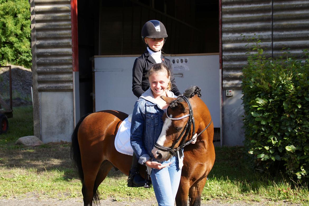 Welsh Mountain (sec A) Springbourne Huckleberry A-PONY (SOLGT) - Med tåre i øjenene så jeg jer ride ned ad midterlinien og hilse af! I leverede et super flot program af kun at have haft ham i så kort tid ! I bliver de bedste og kommer så langt sammen ! <3 Jeg savner dig Hugo mer´ end du aner ! <3 
DM 2013 med hans nye  billede 19