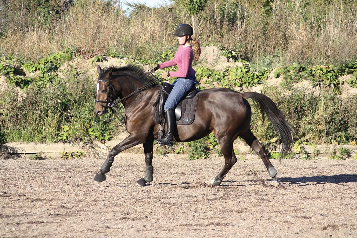 Trakehner Beautyful Diva - Udendørs dressurtræning - 28 september 2013 - Fotograf: Mor billede 9