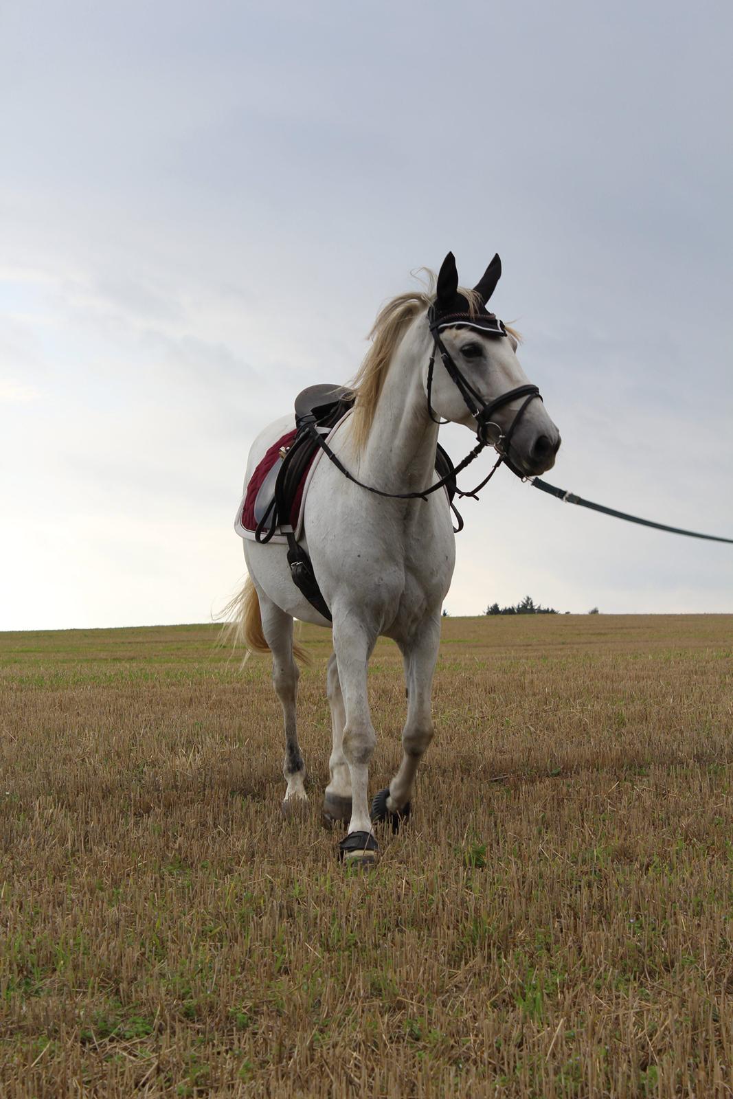 Lusitano Vento - Longering på marken billede 12