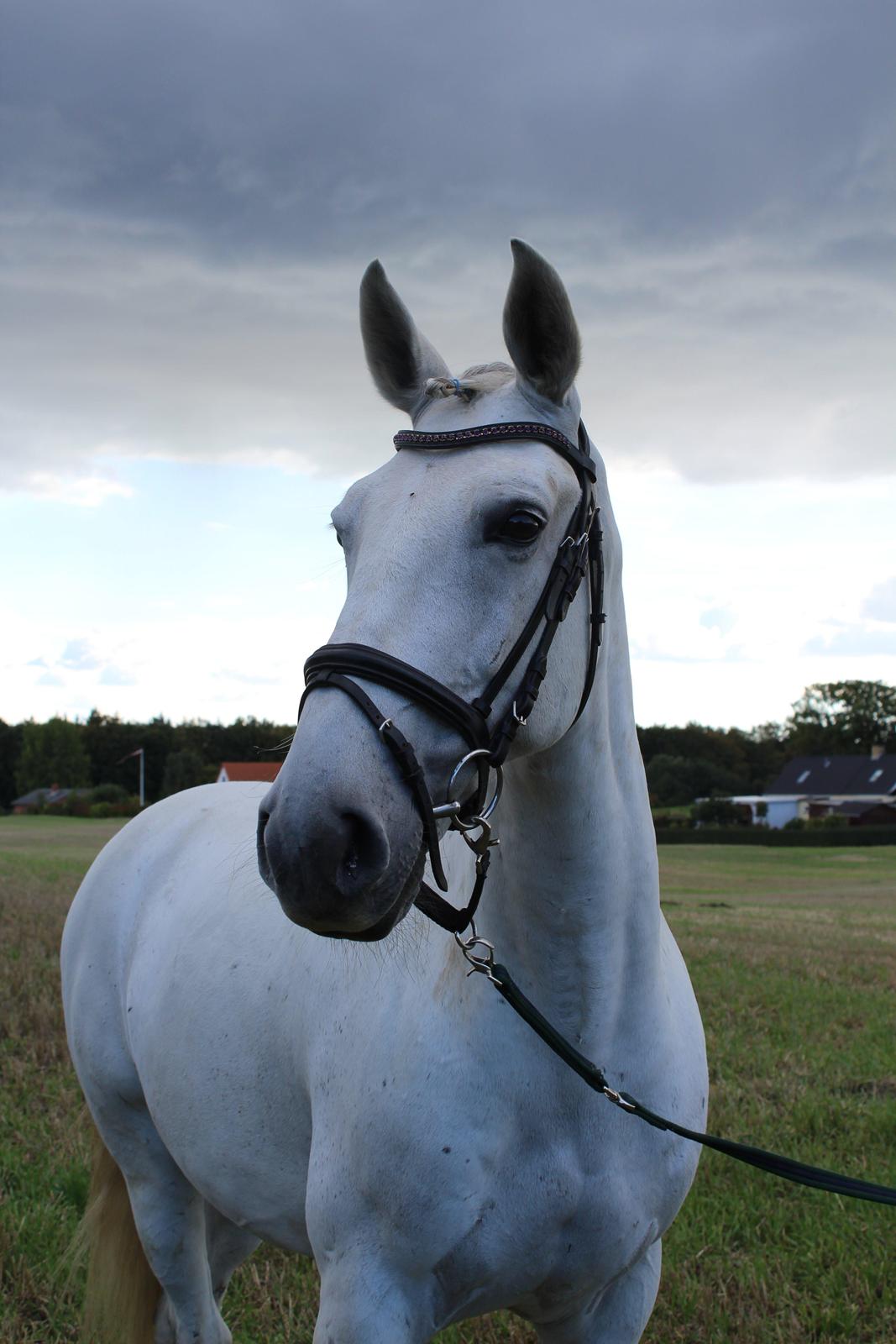 Lusitano Vento - Min kønne dreng ;) billede 13