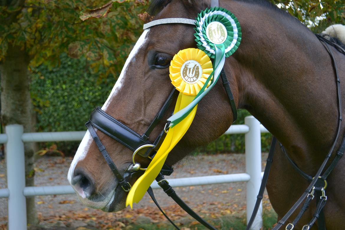 Dansk Varmblod Landlystes Isabella - You are all I ever wanted <3  billede 4