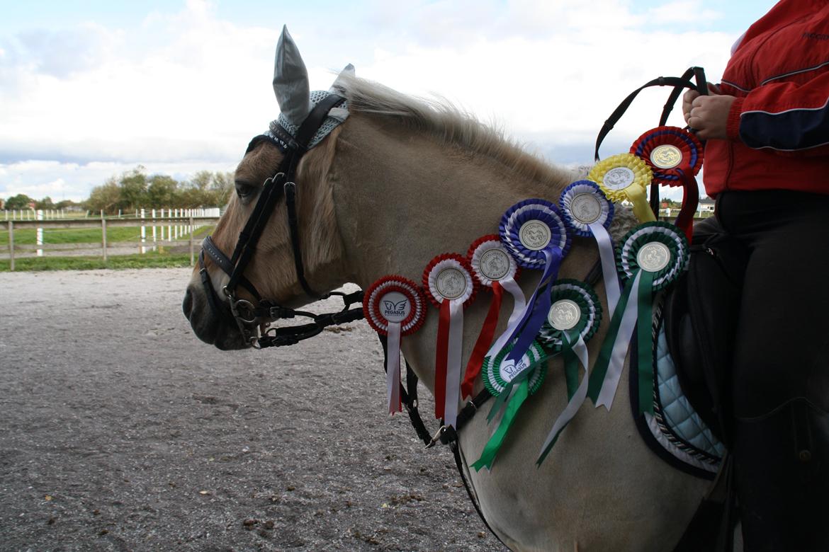 Fjordhest Luffe billede 40