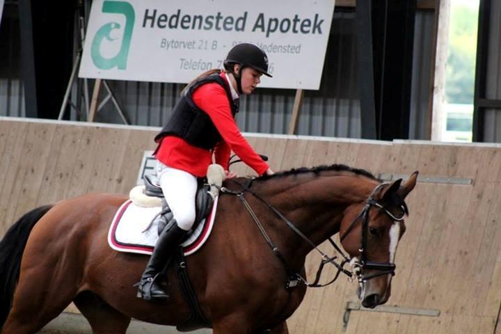 Dansk Varmblod Birkmosegårds Lancelot - Min dejlige dreng, efter vores første stævne billede 1