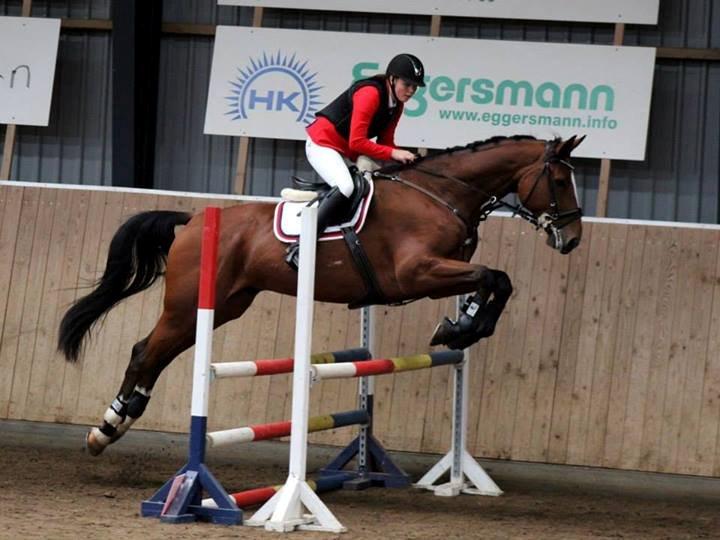 Dansk Varmblod Birkmosegårds Lancelot - Mini spring på 90 cm, til vores første stævne. billede 5