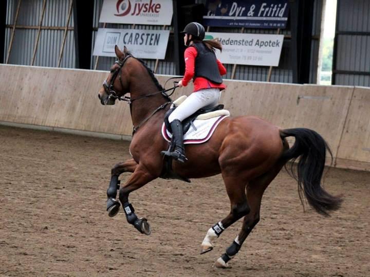 Dansk Varmblod Birkmosegårds Lancelot - Hidsigprop ;-) billede 12