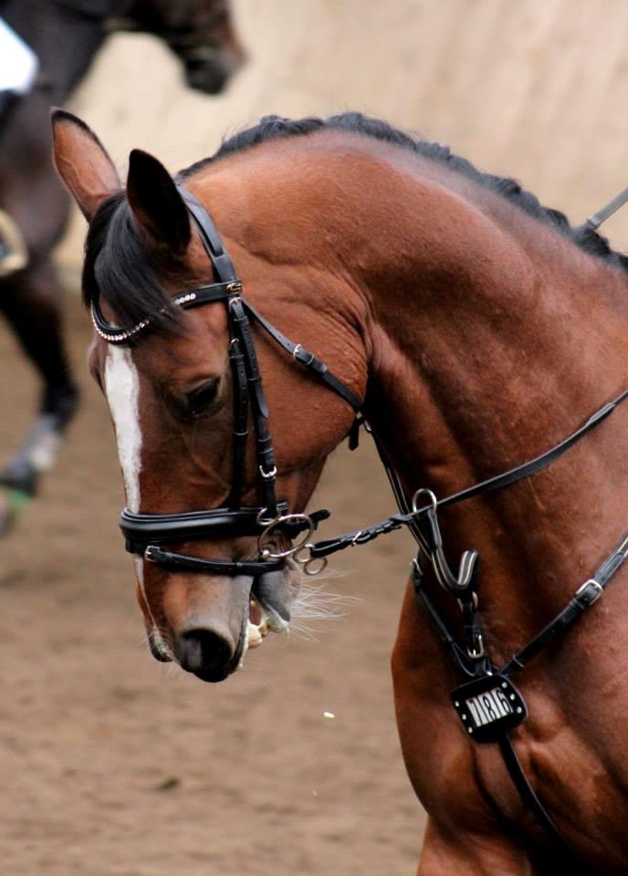 Dansk Varmblod Birkmosegårds Lancelot billede 16