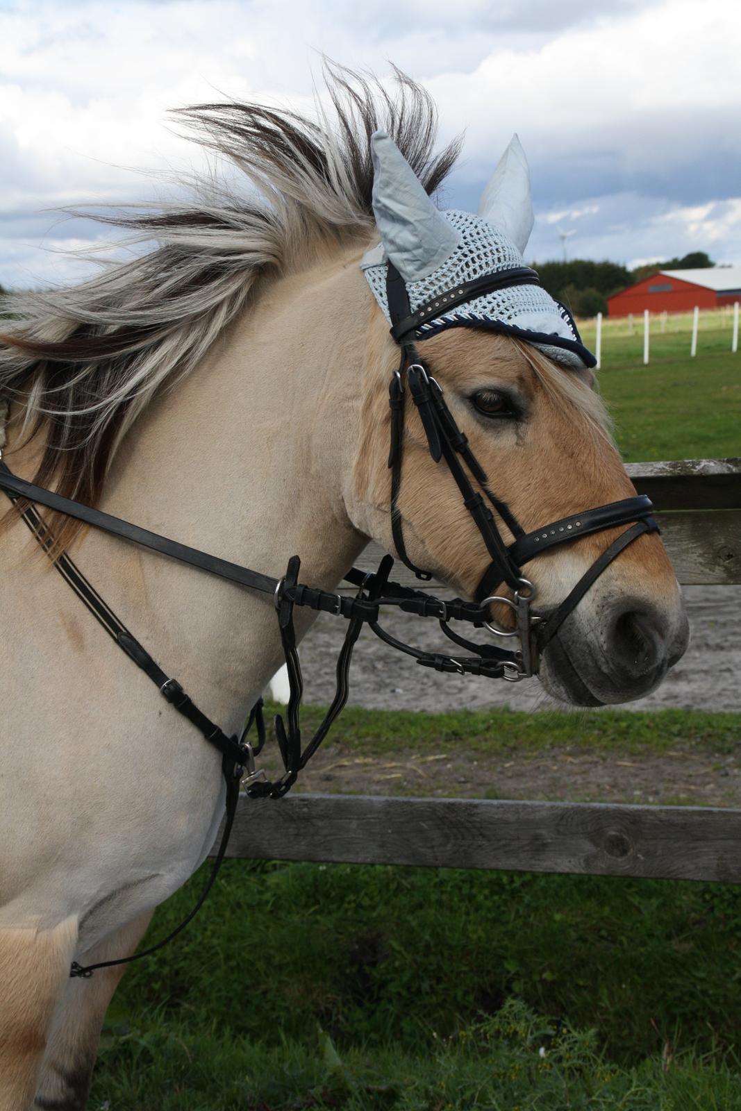 Fjordhest Luffe - 29/9 2013 Luffe og mig billede 43