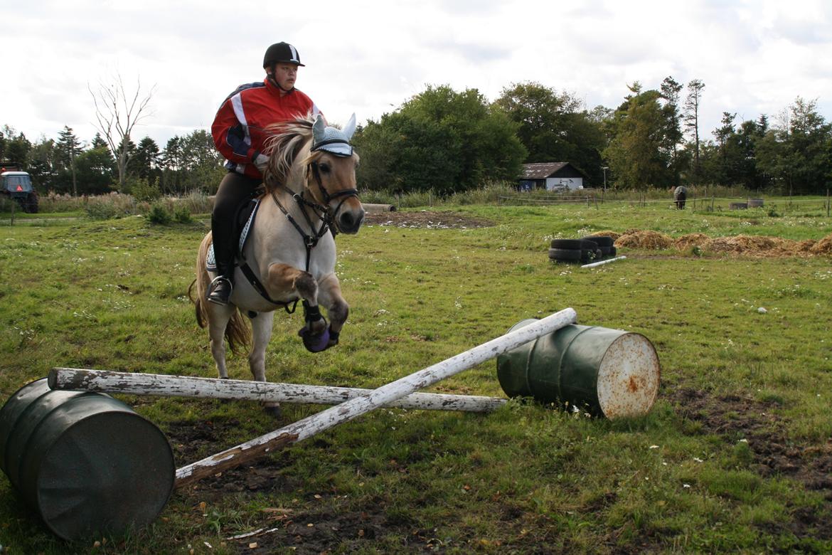 Fjordhest Luffe - 29/9 2013 Luffe og mig billede 45