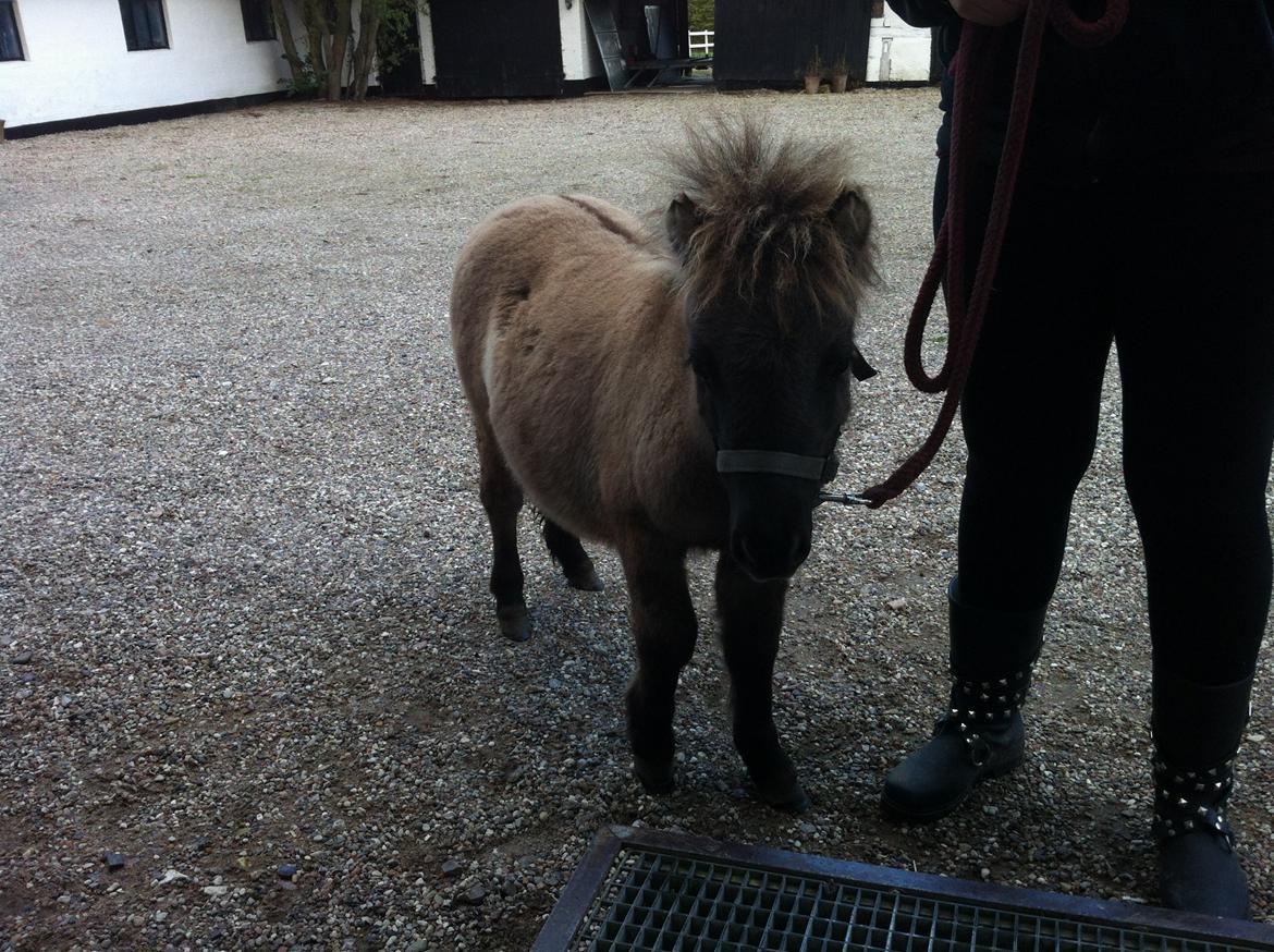 Shetlænder Bøgeskov's Sofia billede 13