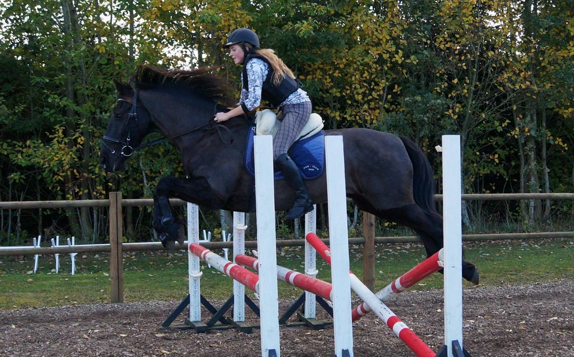 Anden særlig race KJÆRSGAARDS MOONLIGHT - Første omgang springning i næsten 1 år! :D Lille triplebar i lammeskindssadlen :P billede 16