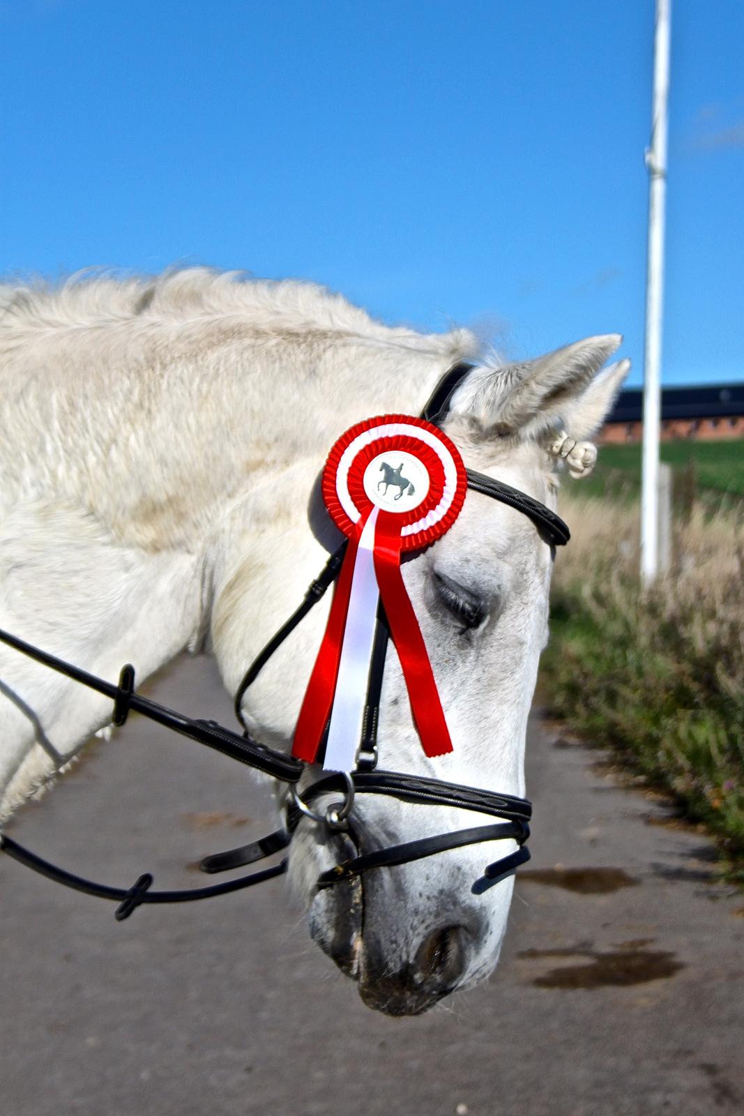 Connemara Hesselholts Marvin <3 - Marvin med hans nye part, Nicoline, delt første plads i LC2, flot! <3 :D  billede 2