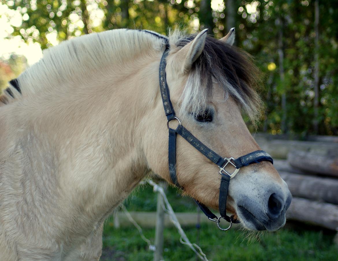 Fjordhest Laban billede 12