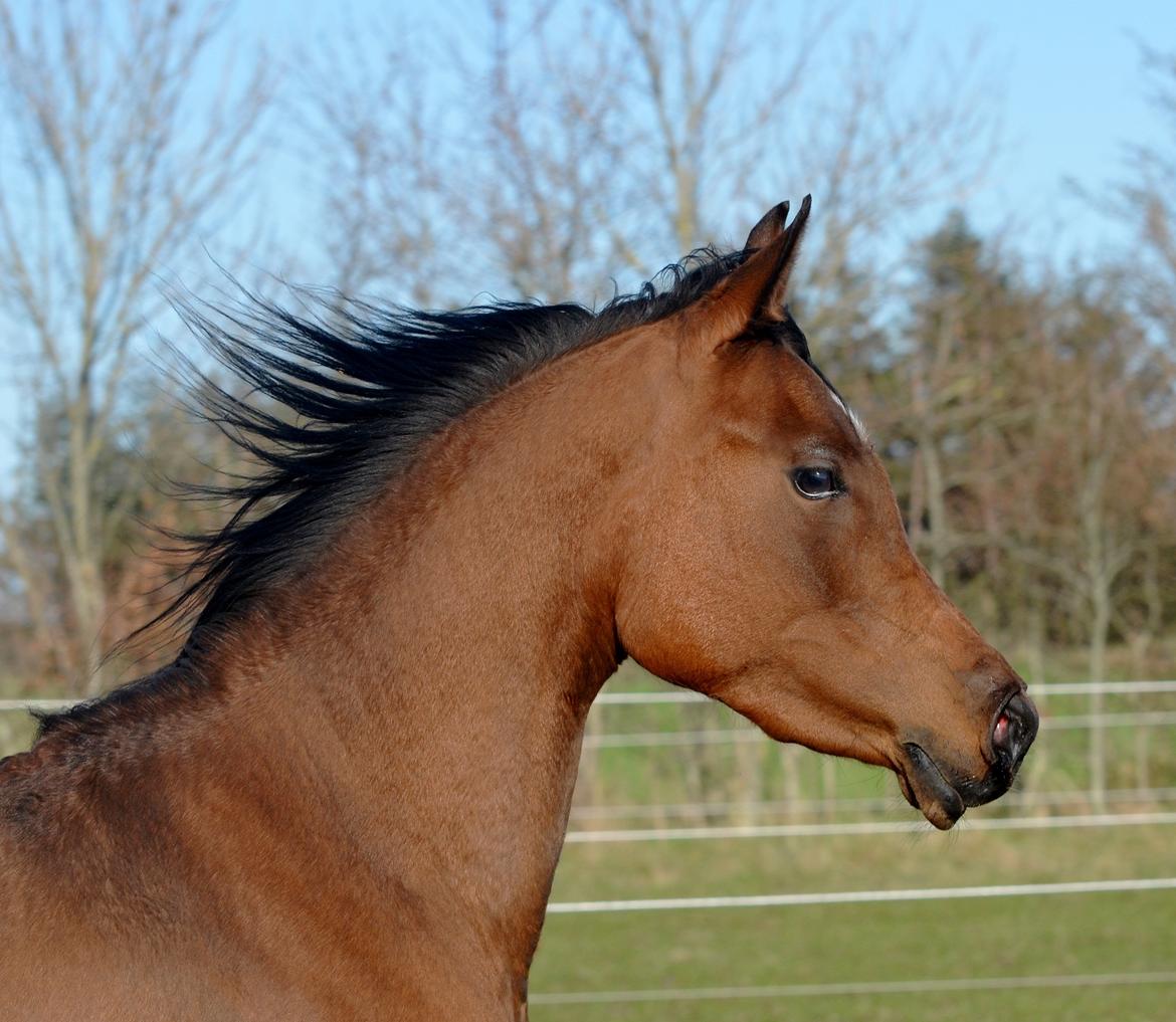 Arabisk fuldblod (OX) Zijara Amelia E'jaaz billede 1